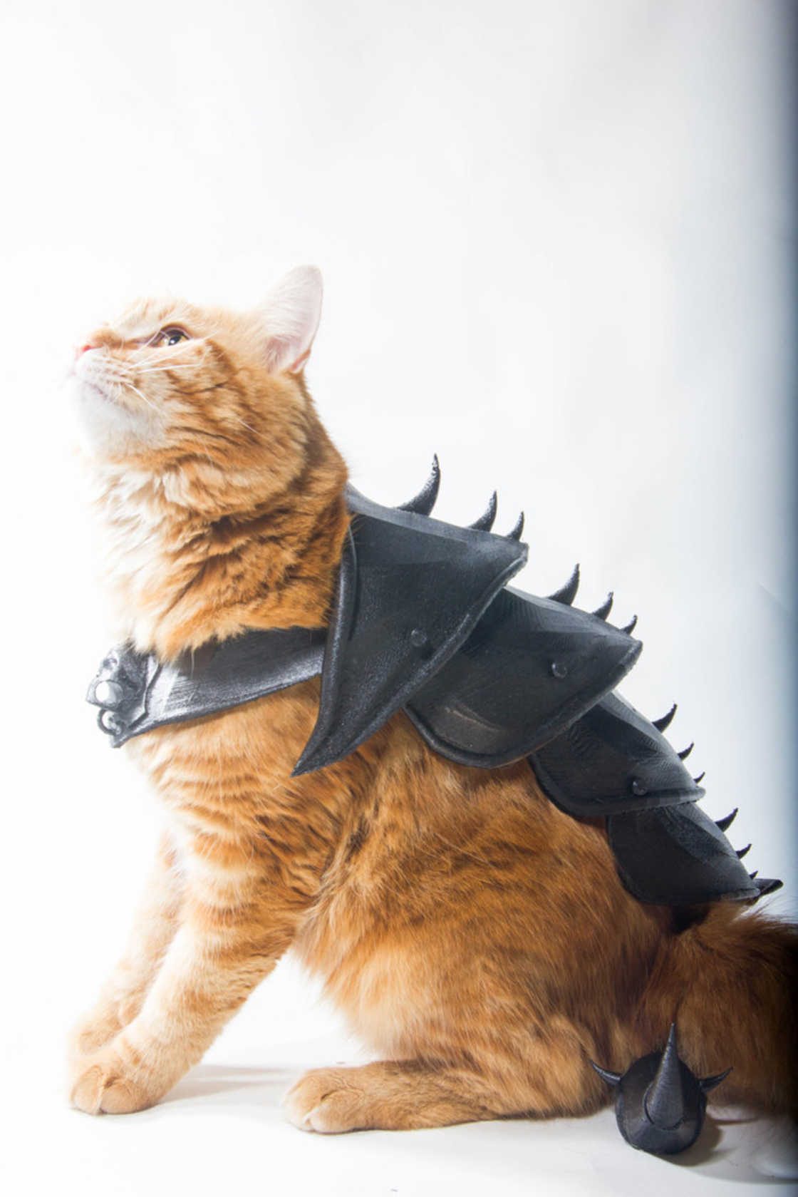 armure-pour-chat-11