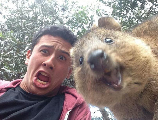 funny-animal-selfies-65-587e1e9b9d885__605