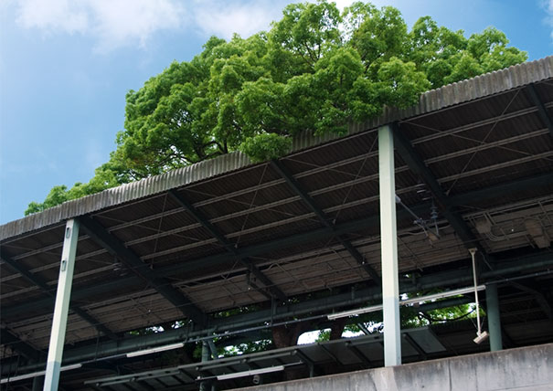 train-station-700-year-old-tree-kayashima-japan-4